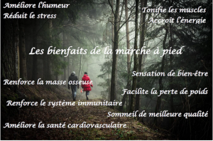 Bienfaits marchefin3